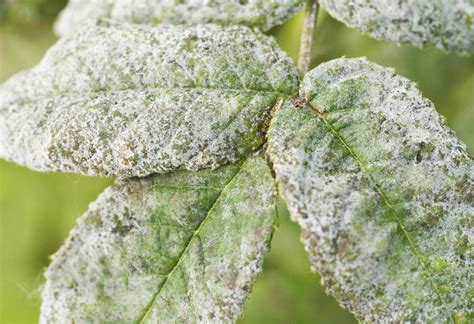 How to remove black sooty mold this is done by mixing a mild soap and water solution and spraying your tree or shrub down. How to Get Rid of Powdery Mildew on Plants