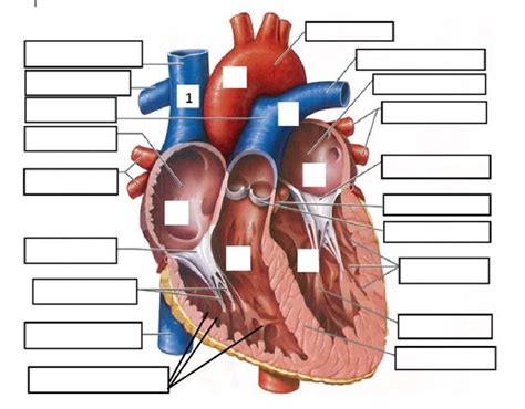 Heart Diagram Left Diagram Quizlet