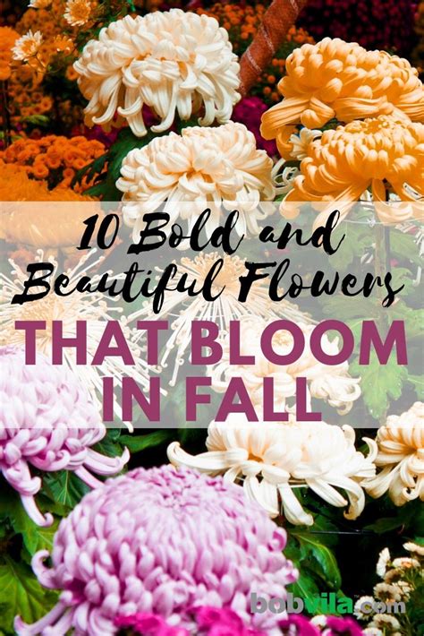 20 Bold And Beautiful Flowers That Bloom In Fall Fall Flowers Garden