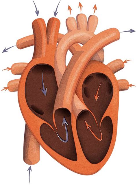 How Do The Chambers Of The Heart Work Bbc Science Focus