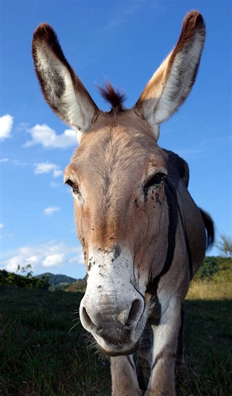 Donkey Wallpaper Hd Wallpapers Of Donkeys Amazonca Appstore For