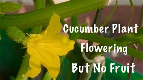 Cucumber Plant Flowering But No Fruit Do This Work In Cucumber Flowerscucumber Flowers Falling