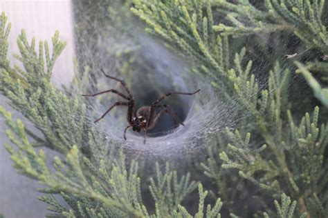 Funnel Web Spider Probably Grass Spider Whats That Bug