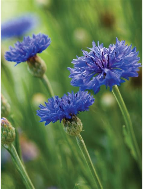 Blue Boy Cornflower Seeds And Plants Annual Flower Gardening Burpee