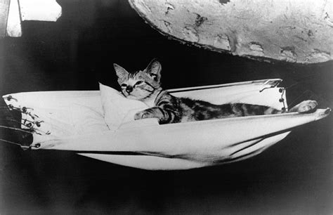 Jenny The Titanic Cat Did A Cat On The Titanic Predict The Ships