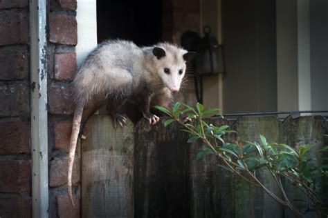 How To Get Rid Of Opossum Safely Ecocare Pest Control