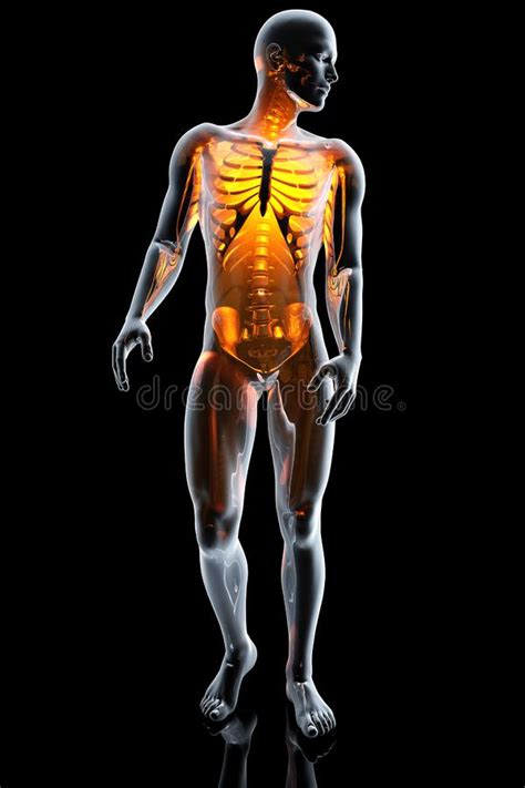 Webgl is required (google chrome recommended). Human Anatomy Visualization - Digestive System Stock ...