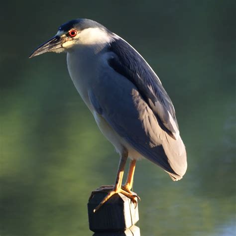 Nj Bird Photos Birds Of New Jersey June 6 2010