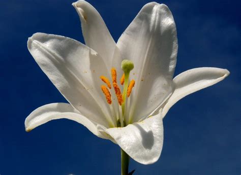 Flores (portuguese for flowers) is an island in nusa tenggara, indonesia. Flores Azucenas