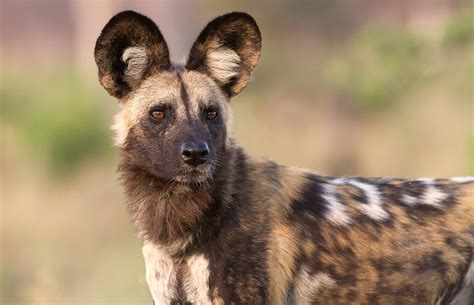 Interesting Facts About African Wild Dogs