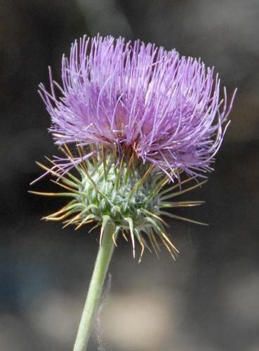 Thistles Prickly Weed Or Precious Resource La Vida