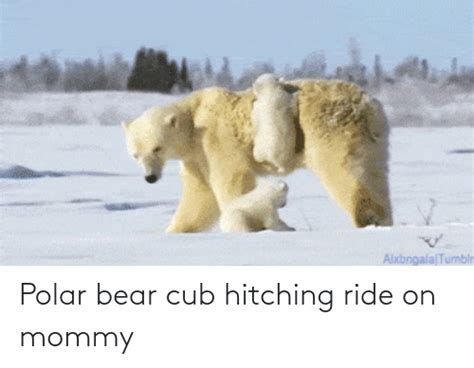 Polar Bear Cub Hitching Ride On Mommy Bear Meme On Meme