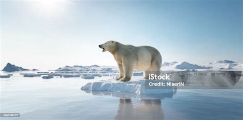 Stock Fotografie Lední Medvěd Na Ledové Kry Tající Ledovec A Globální