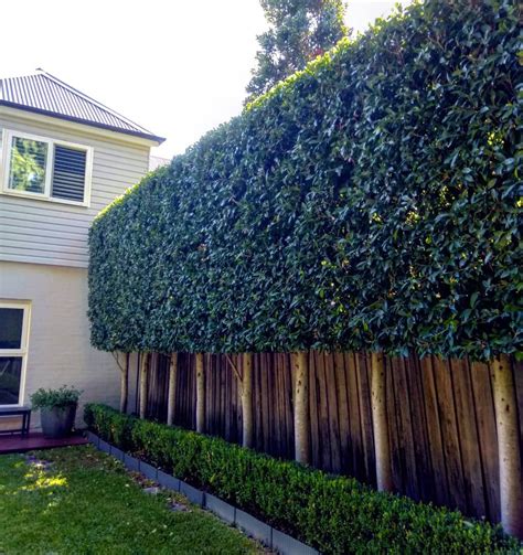 Ficus Fence In 2023 Garden Hedges Ficus Hedge Lawn And Garden