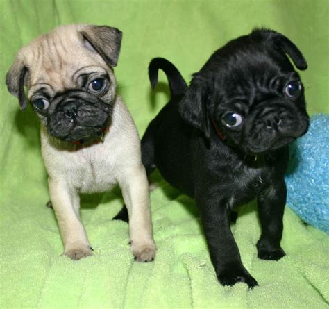 Cute Puppy Dogs Black Pug Puppies