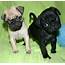 Cute Puppy Dogs Pug Puppies