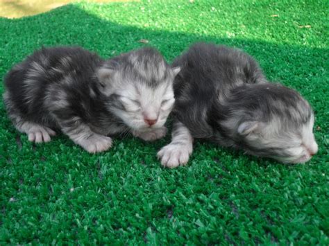 They also adore dogs and are highly affectionate. Montana Siberian Kittens For Sale | Exotic Kitten In MT ...