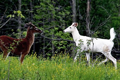 Hunter Ed Piebald Deer And Other Whitetail Genetic Anomalies