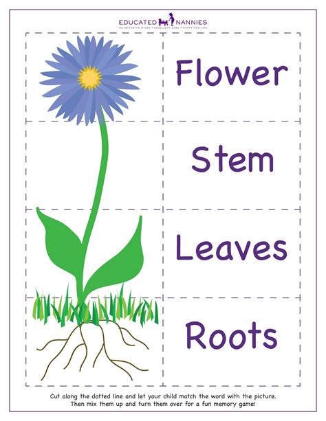 Parts Of A Flower Worksheets
