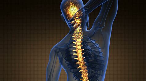 Backbone Backache Science Anatomy Scan Of Human Spine Bones Glowing