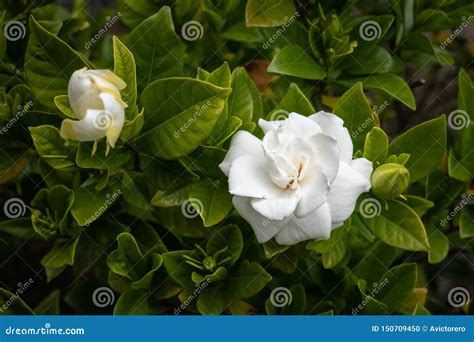 White Gardenia Flower In The Garden Stock Photo Image Of Bloom Flora