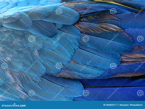 Colorful Of Blue And Yellow Macaw Bird`s Feathers Stock Image Image