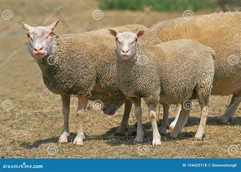 Charmois Sheep A French Breed Stock Photo Image Of Herd Adult