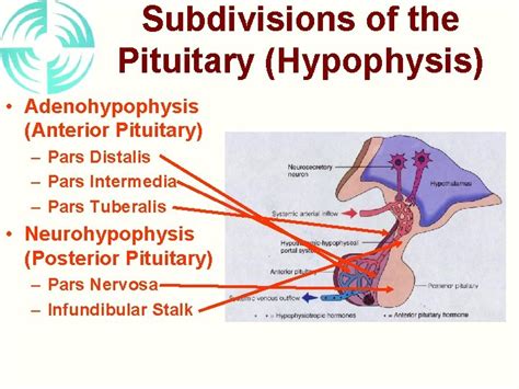 Pituitary Gland Hypothalamus Anatomical Relations Pituitary Sella Turcica