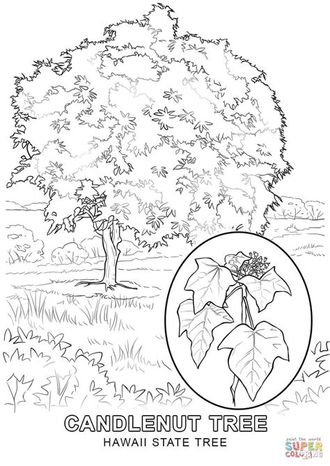 Provides maps, facts, state symbol coloring pages, poems, word searches, printable worksheets, games, book reviews, scramblers, puzzles and trivia for a complete unit of study. Hawaii State Tree coloring page | Free Printable Coloring ...