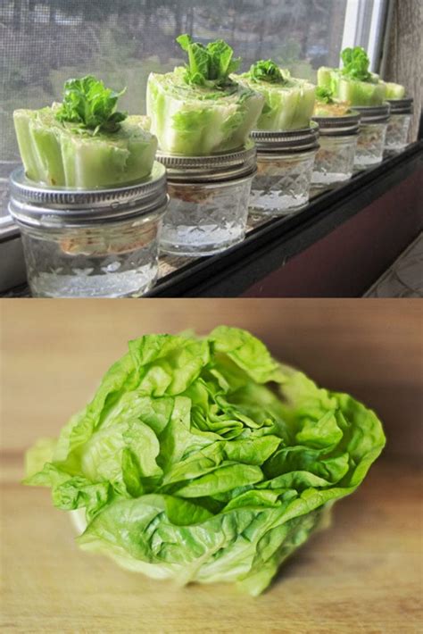 How To Grow Romaine Lettuce From Kitchen Scraps