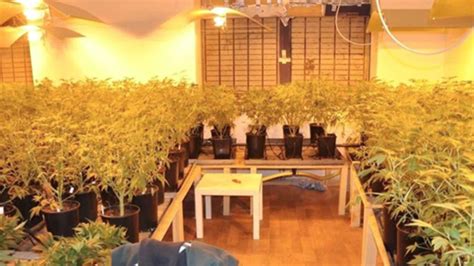 Cannabis Plantage Entdeckt