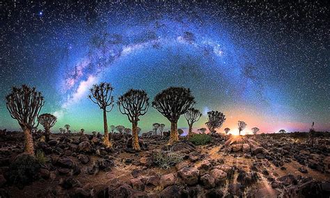 Quiver Trees Namibia Stars Sunset Sky Shining Desert Hd