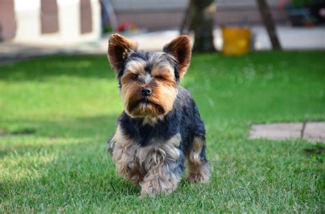 Yorkshire Terrier Dog Breed Information Pictures And More