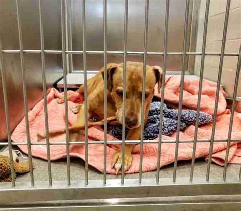 Or is that just a good sign? Lost Dog Was Abandoned By Her Family - Who Promised To ...