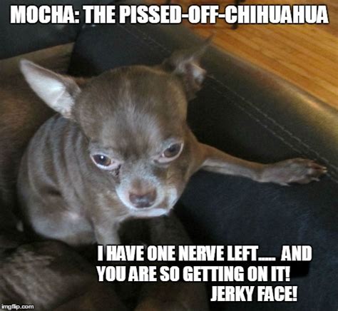 77 Funny Chihuahua Meme Face L2sanpiero
