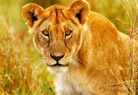 Beautiful Wild African Lioness Photograph By Anna Omelchenko