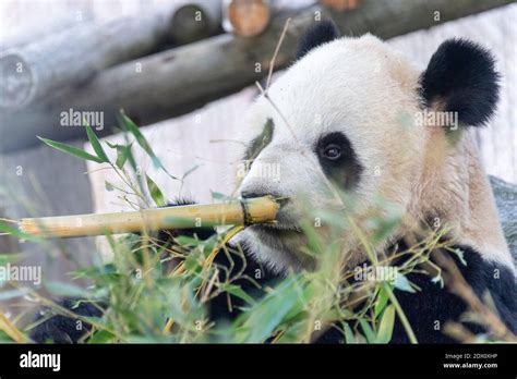 One Of The Giant Panda Bear Cubs At The Toronto Zoo Canada Stock Photo
