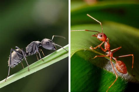 Red Ants Vs Fire Ants Whats The Difference Landscaping Around Trees Landscaping Tips