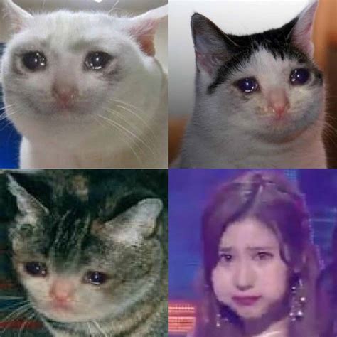The Very Best Crying Cat Memes Plus Sad Cat Meaning And Backstory Strong Socials Funny Memes