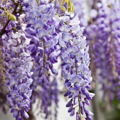 Buy Chinese wisteria Wisteria sinensis: Delivery by Waitrose Garden in ...