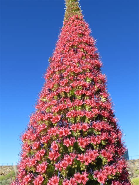 free images branch flower pyramid evergreen fir christmas tree christmas decoration