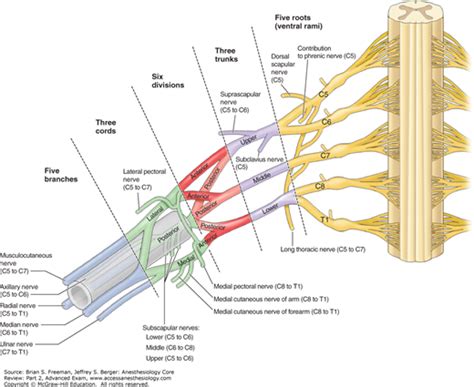 Peripheral Nerve Blocks Upper Extremity Anesthesiology Core Review