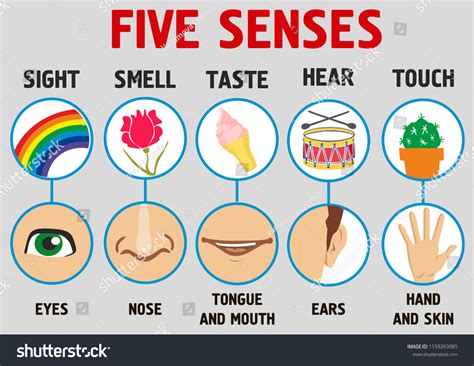Five Senses Illustrations Sight Hear Smell Vetor Stock Livre De Direitos 1159263985