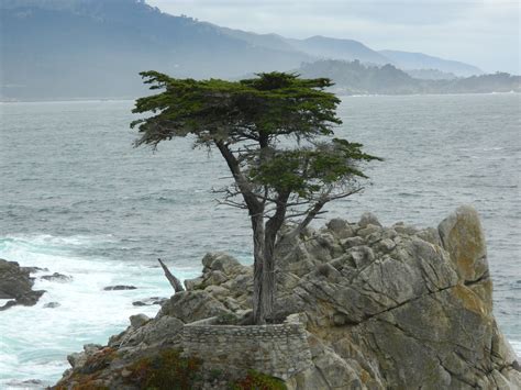 Lone Cypress Tree Cypress Essential Oil Famous Trees Cypress Oil