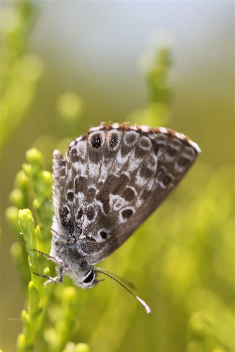 An Amateur Naturalist In South Africa