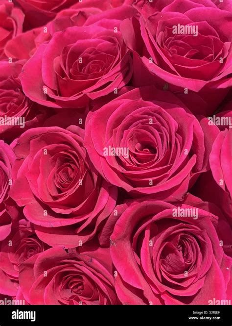 Pink Roses Bouquet Hi Res Stock Photography And Images Alamy