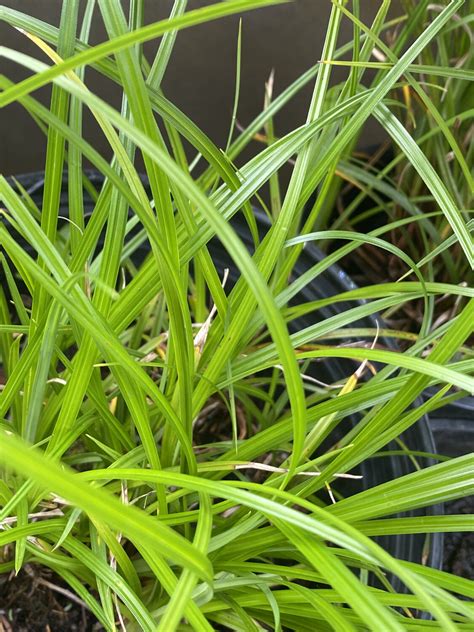 These species are widely distributed, with the centers of diversity for the group occurring in tropical asia and tropical south america. Carex obnupta - Slough Sedge | Plantas nativa LLC - Online ...