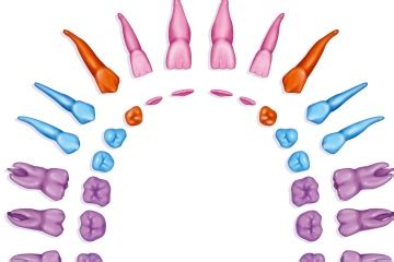 I brush her teeth once in a while and all of her teeth are really white except for the long one. From Cheek to Cornea - How Tooth-in-eye Surgery Works ...