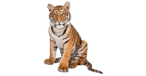 Do All Mammals Have Hair | Mammal Facts | DK Find Out