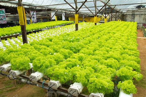 Hydroponic Vegetable Farm — Stock Photo © Shirotie 13985614